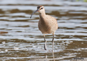 Numenius phaeopus